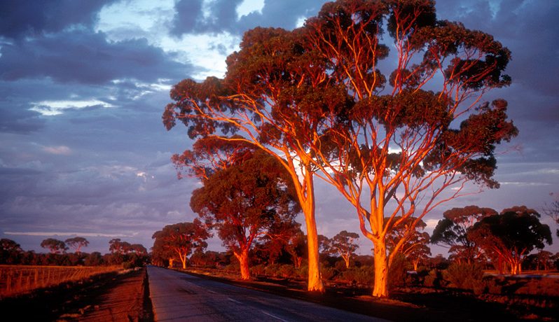 Western Australian wheatbelt near Bruce Rock